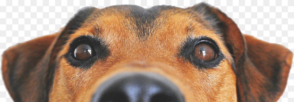 Dog, Animal, Canine, Hound, Mammal Free Png