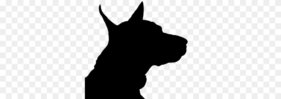 Dog Gray Png Image