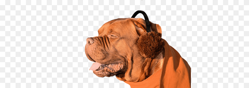 Dog Animal, Boxer, Bulldog, Canine Free Png Download