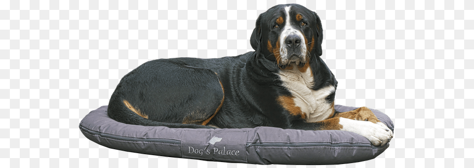 Dog Animal, Canine, Mammal, Pet Free Png