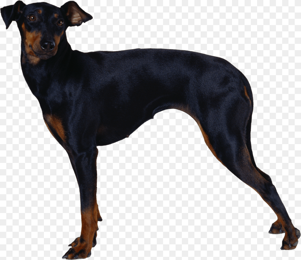 Dog, Animal, Canine, Mammal, Pet Png Image