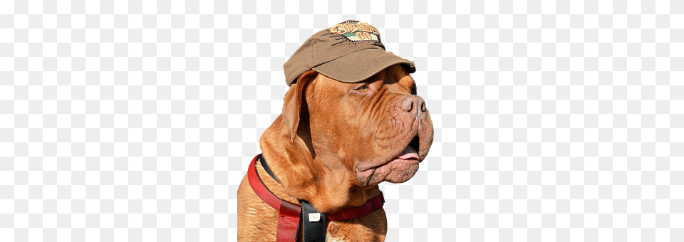 Dog Clothing, Baseball Cap, Hat, Cap Free Png Download