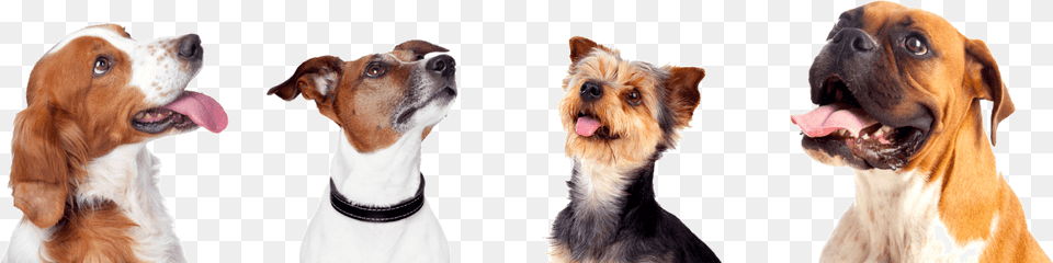 Dog, Animal, Canine, Mammal, Pet Free Transparent Png