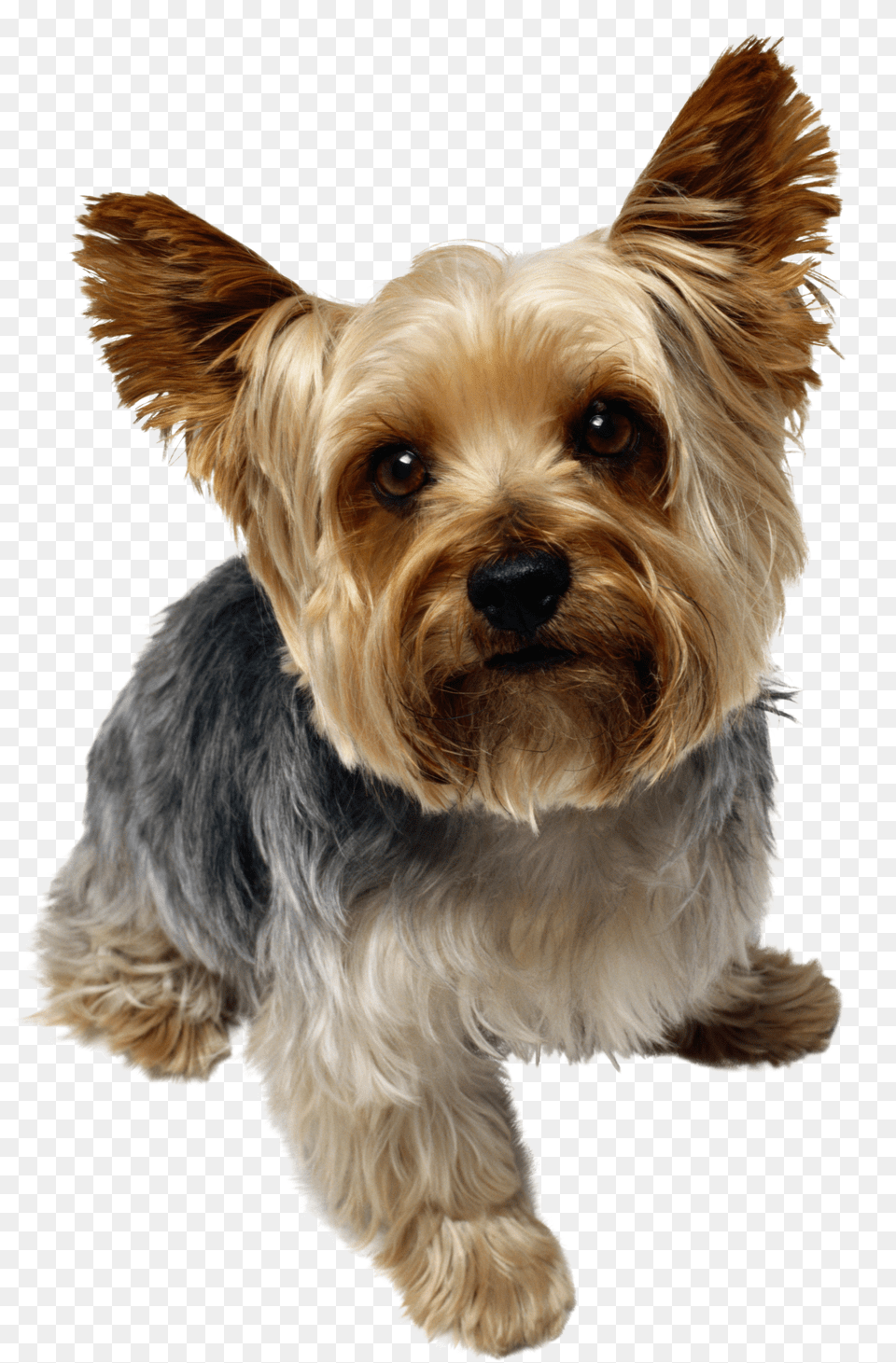 Dog Png