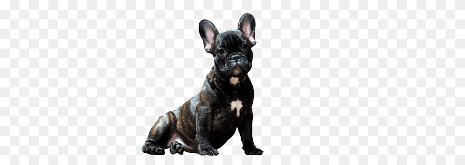 Dog Animal, Bulldog, Canine, French Bulldog Png Image