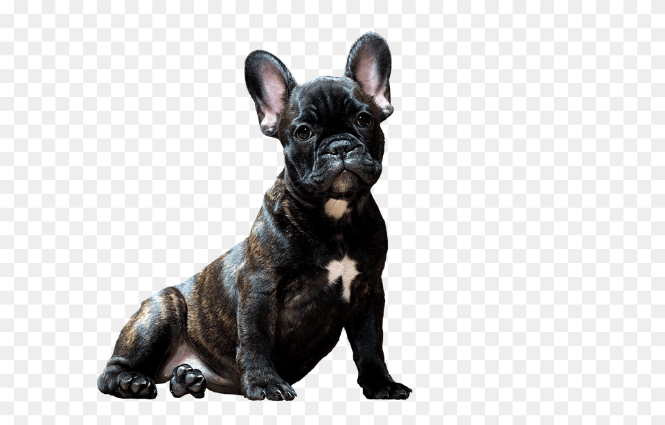 Dog Animal, Bulldog, Canine, French Bulldog Free Transparent Png