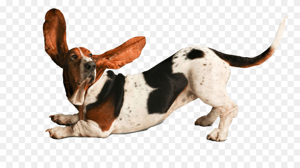 Dog, Animal, Canine, Hound, Mammal Png Image