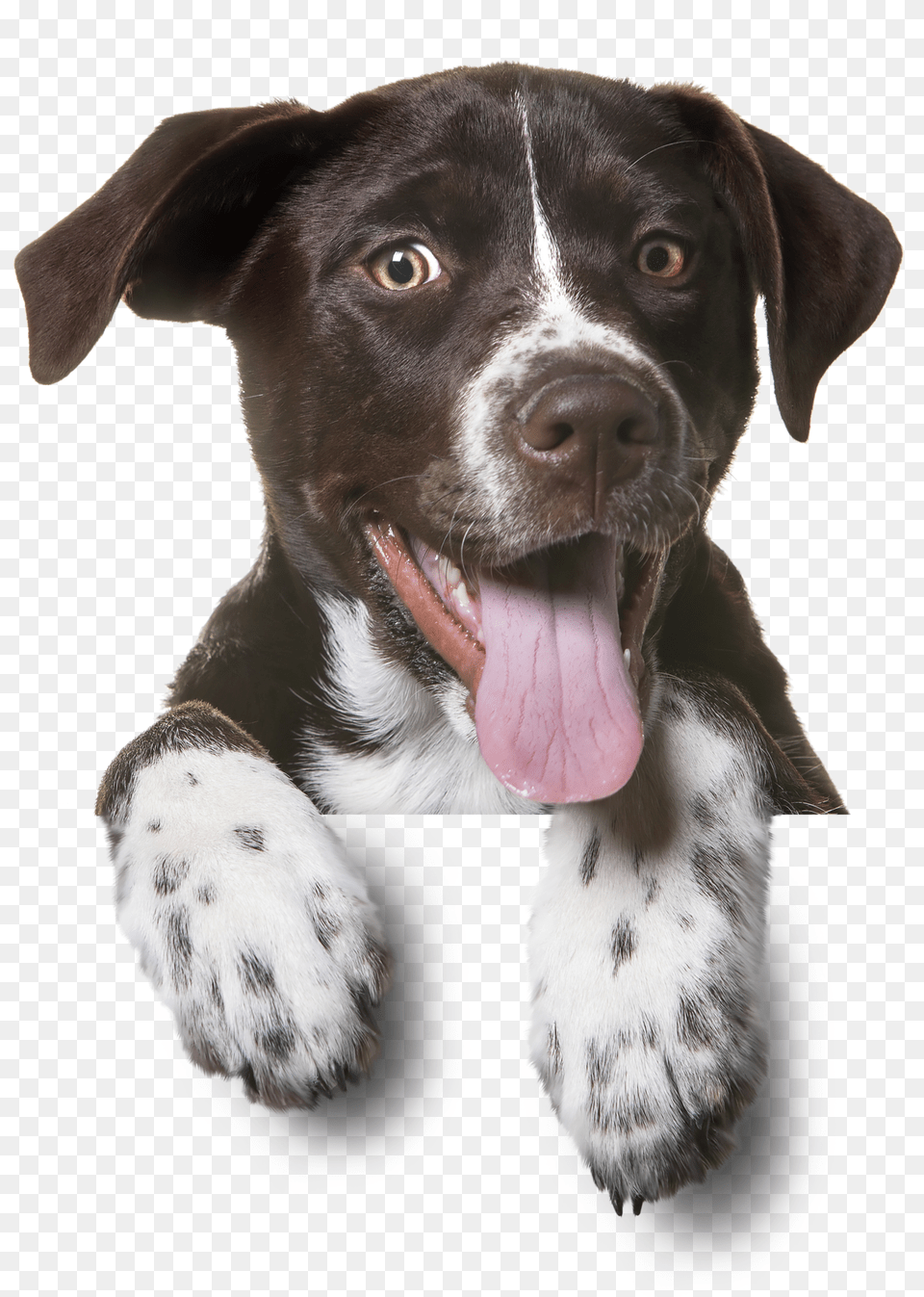 Dog, Animal, Canine, Mammal, Pet Png Image