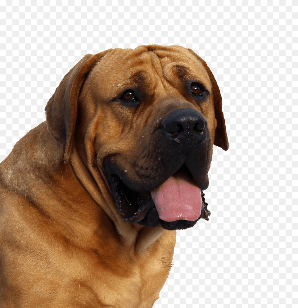 Dog, Animal, Boxer, Bulldog, Canine Free Transparent Png