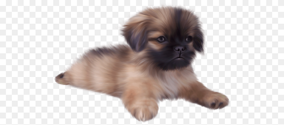 Dog, Animal, Canine, Mammal, Pet Free Png