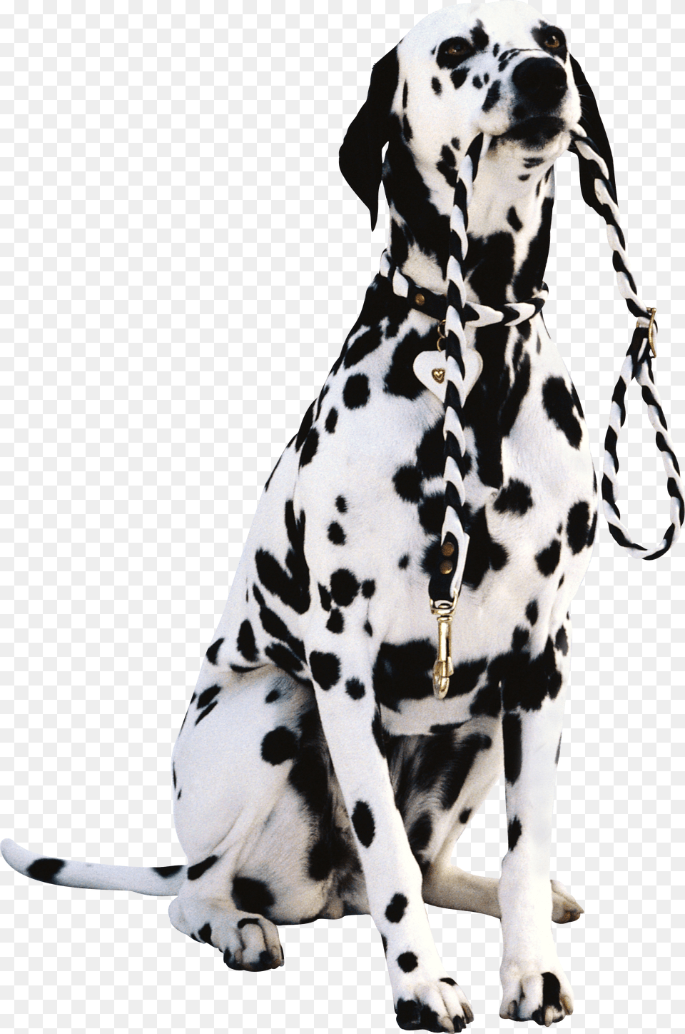 Dog Png Image