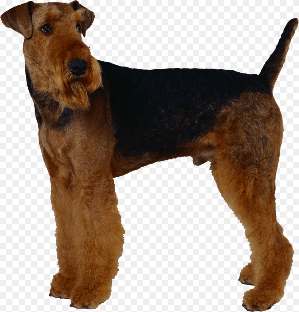 Dog, Animal, Canine, Mammal, Pet Png