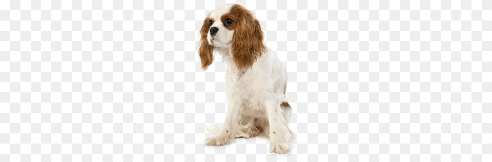 Dog, Animal, Canine, Mammal, Pet Png Image