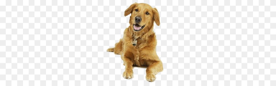 Dog, Animal, Canine, Golden Retriever, Mammal Free Png Download