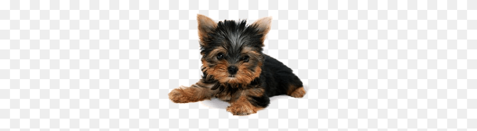 Dog, Animal, Canine, Mammal, Pet Free Png