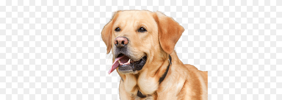 Dog Animal, Canine, Golden Retriever, Mammal Free Png