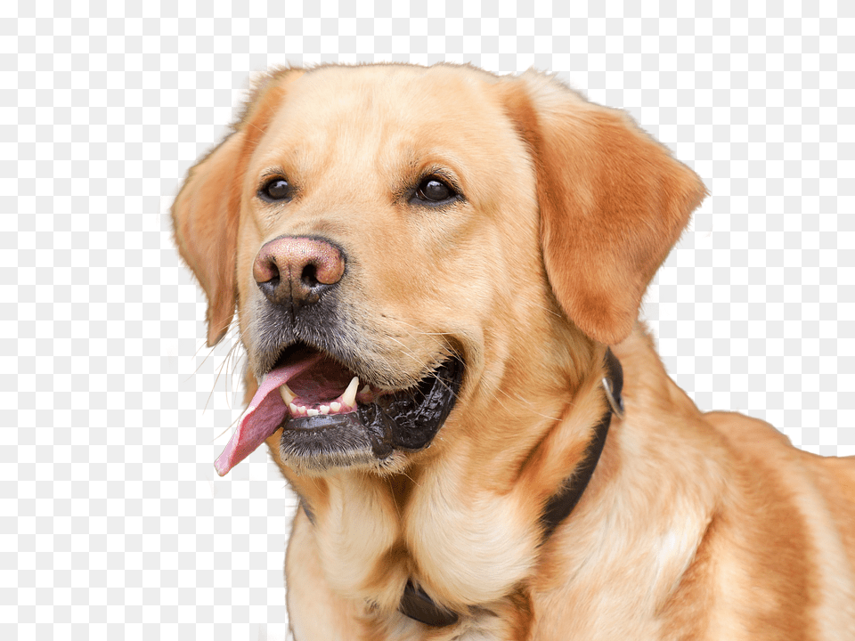 Dog Animal, Canine, Golden Retriever, Mammal Png