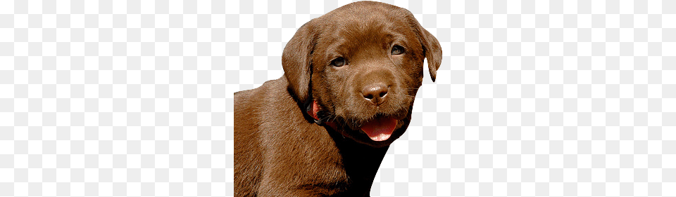 Dog, Animal, Canine, Labrador Retriever, Mammal Free Transparent Png