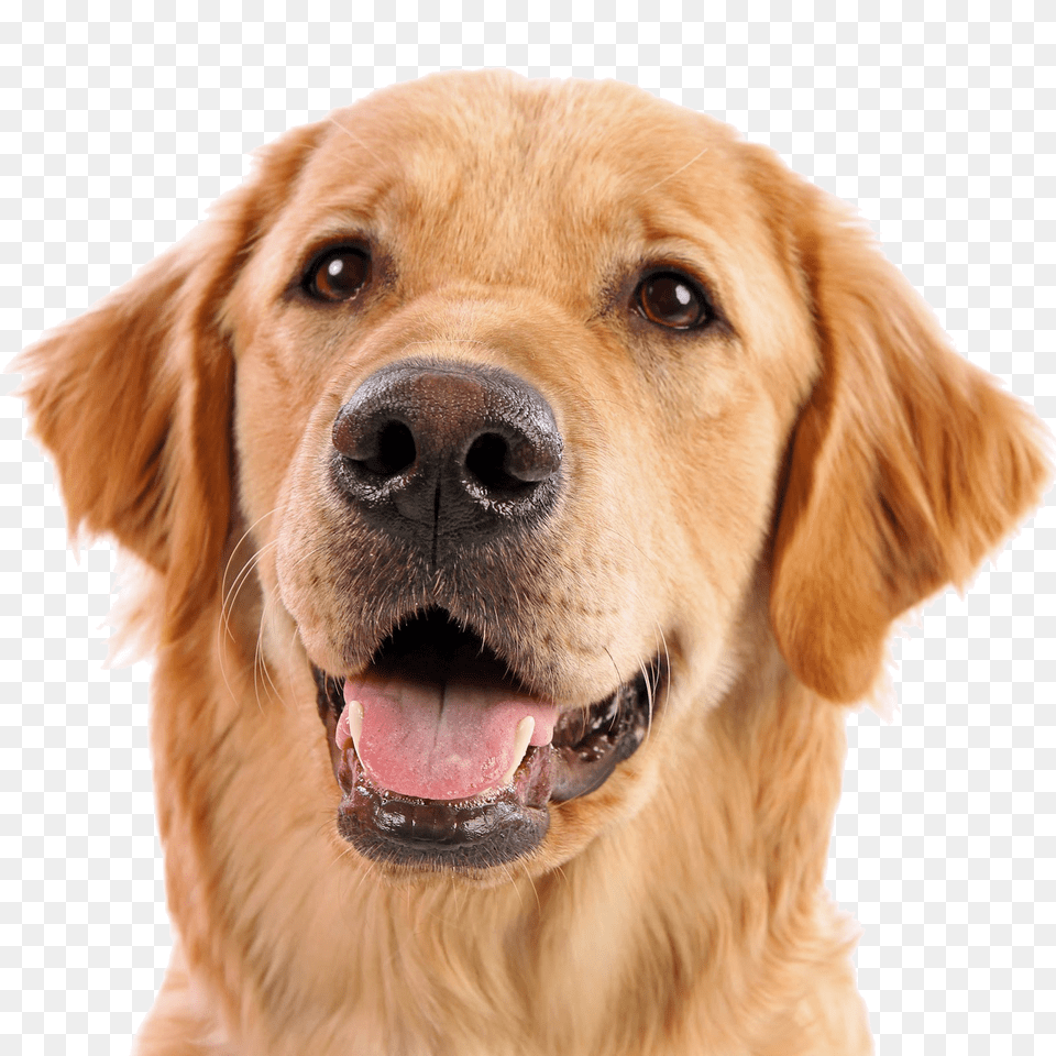 Dog, Animal, Canine, Golden Retriever, Mammal Png