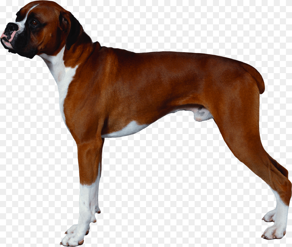 Dog, Animal, Boxer, Bulldog, Canine Png Image