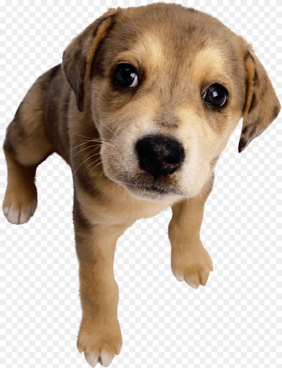 Dog Free Png