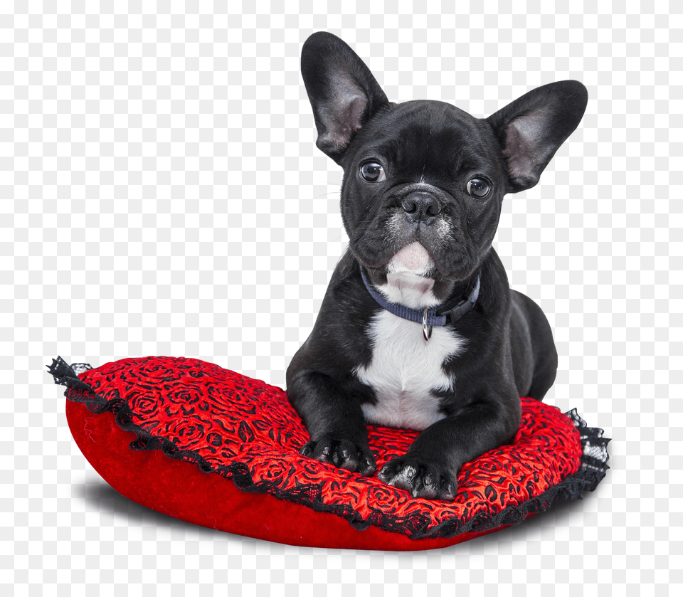 Dog, Animal, Bulldog, Canine, French Bulldog Png