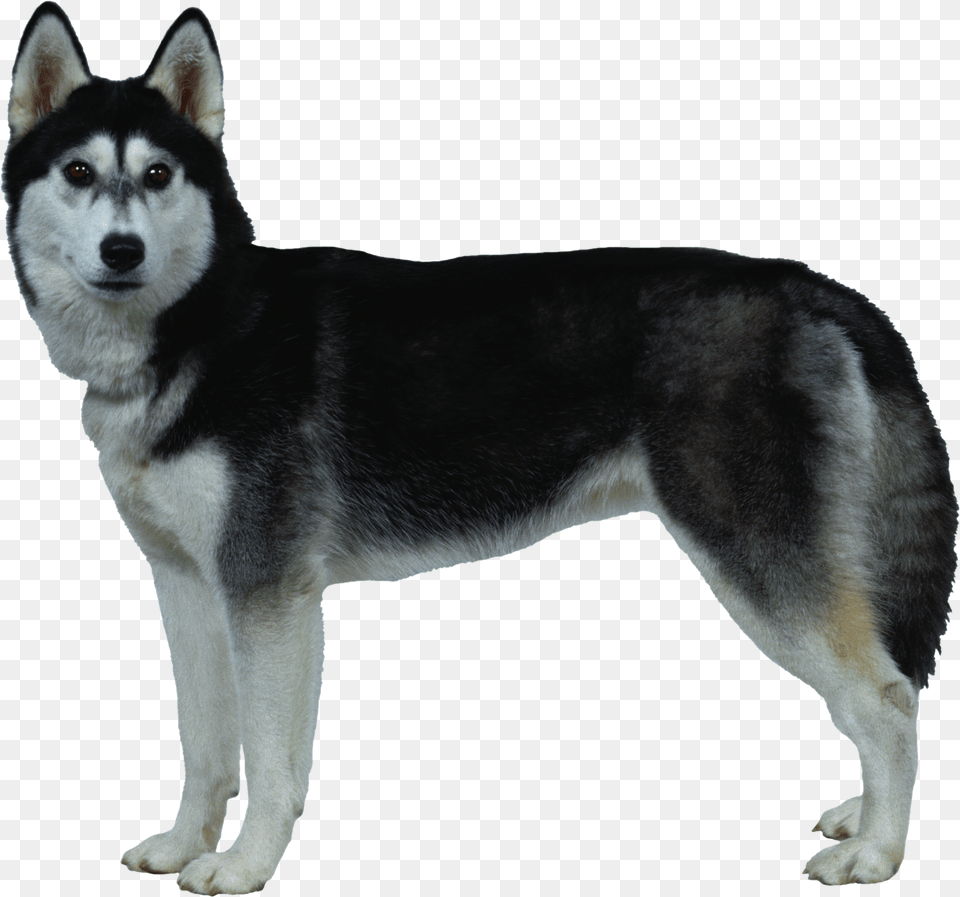 Dog, Animal, Canine, Husky, Mammal Free Png Download