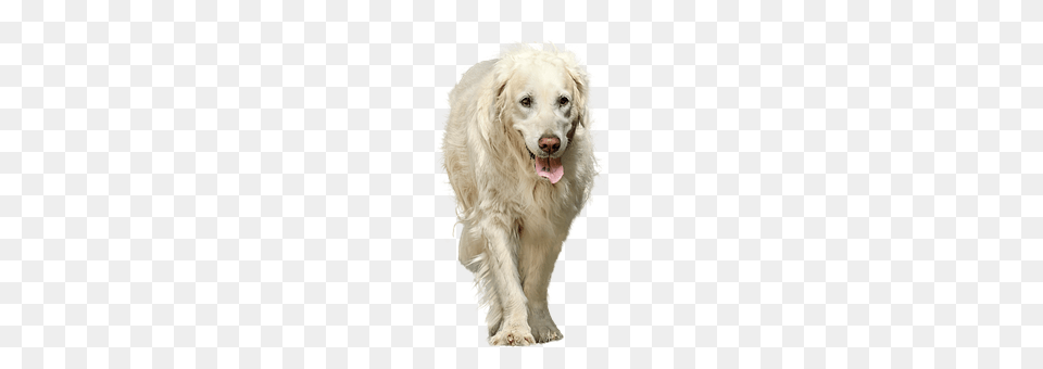 Dog Animal, Canine, Mammal, Pet Png Image