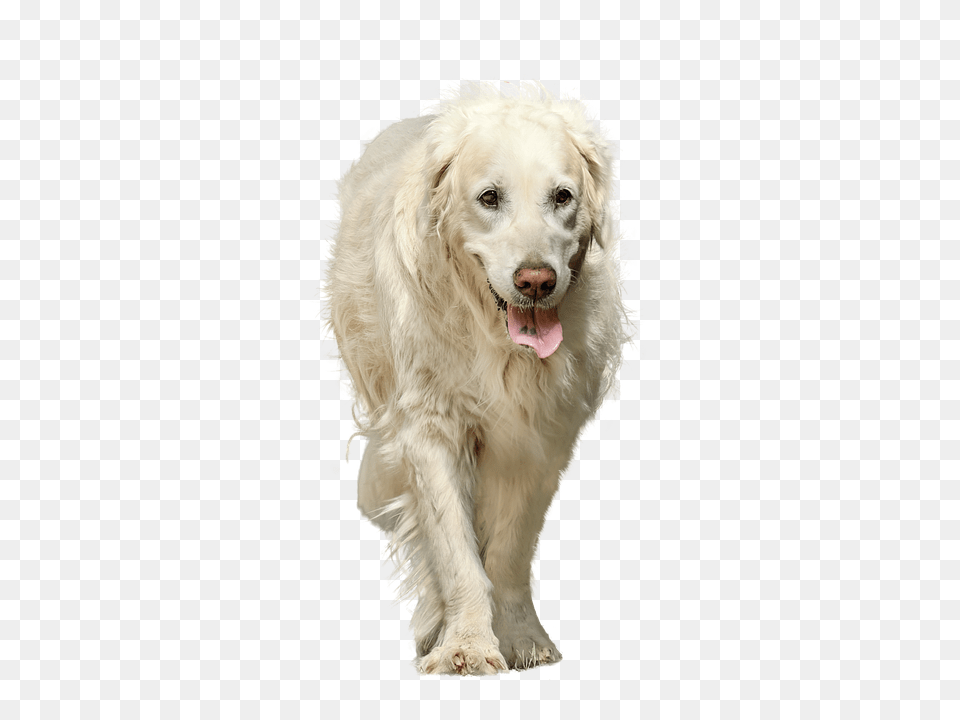 Dog Animal, Canine, Mammal, Pet Free Png Download