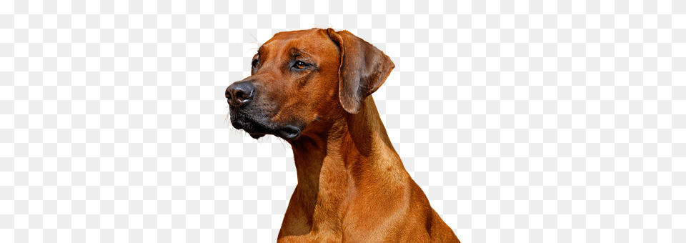 Dog Animal, Boxer, Bulldog, Canine Free Transparent Png