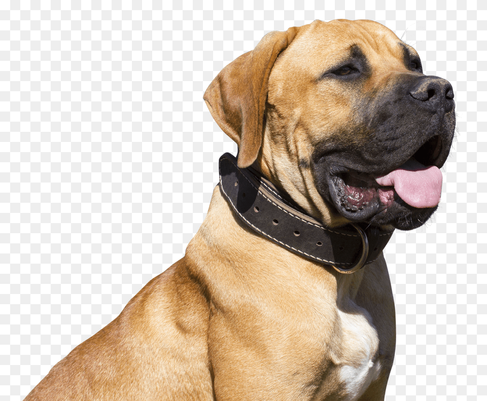 Dog, Animal, Boxer, Bulldog, Canine Free Png