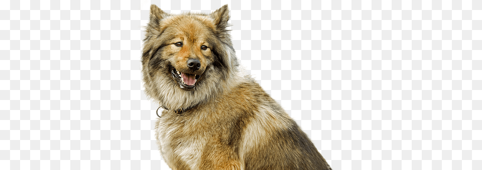 Dog Animal, Canine, Mammal, Pet Free Png Download