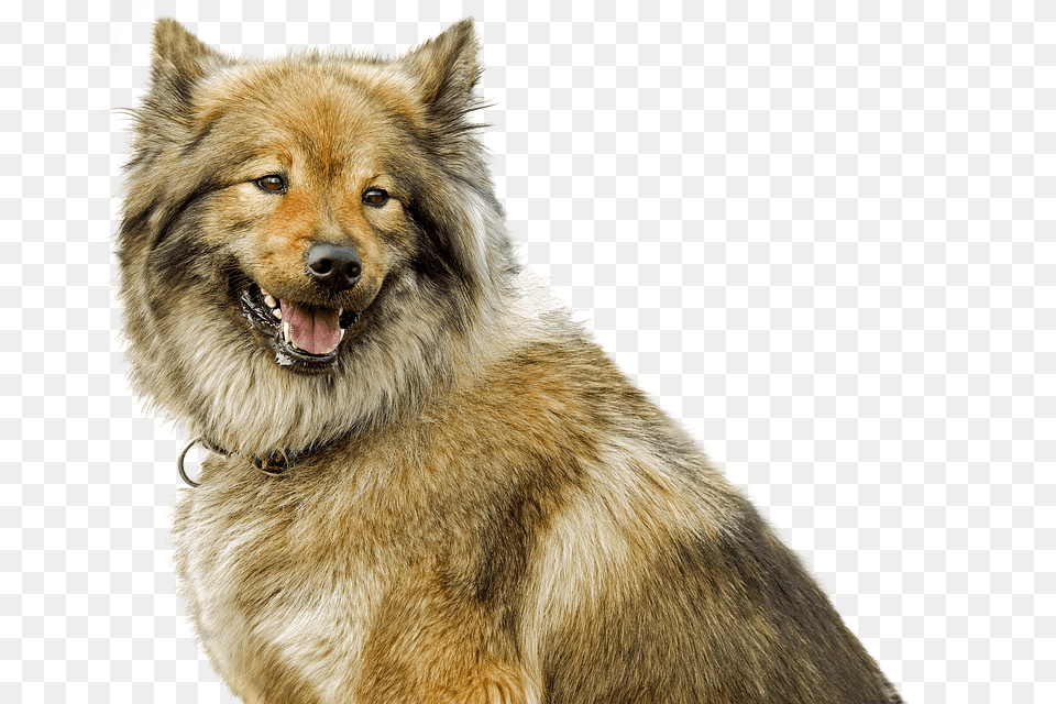 Dog Animal, Canine, Mammal, Pet Png