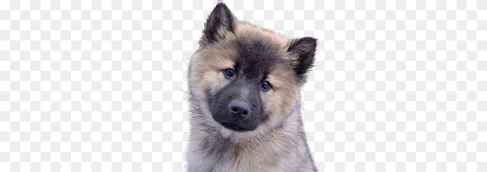 Dog Animal, Bear, Mammal, Wildlife Png Image