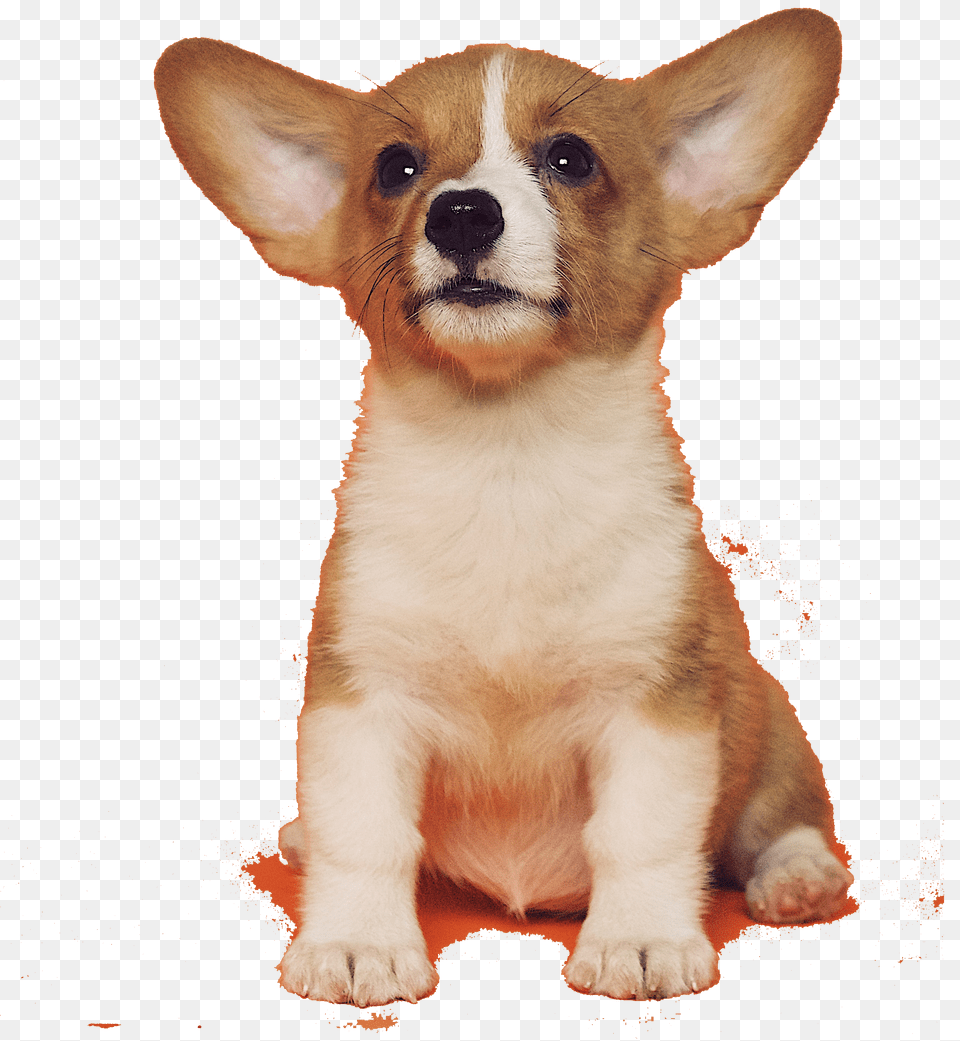 Dog, Animal, Canine, Mammal, Pet Free Png