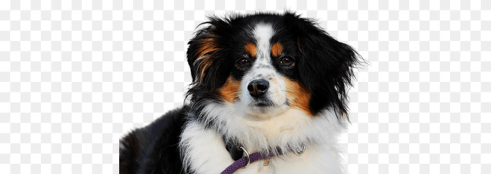 Dog Animal, Canine, Mammal, Pet Free Png Download
