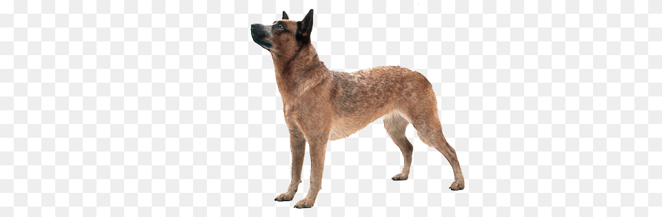 Dog, Animal, Canine, Mammal, Pet Png