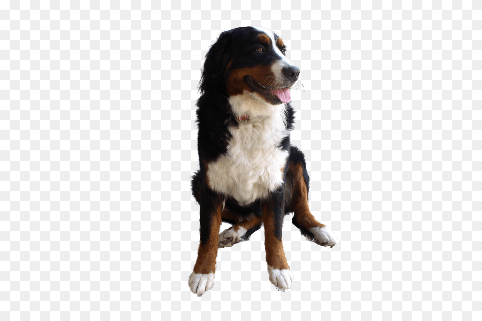 Dog Free Png Download