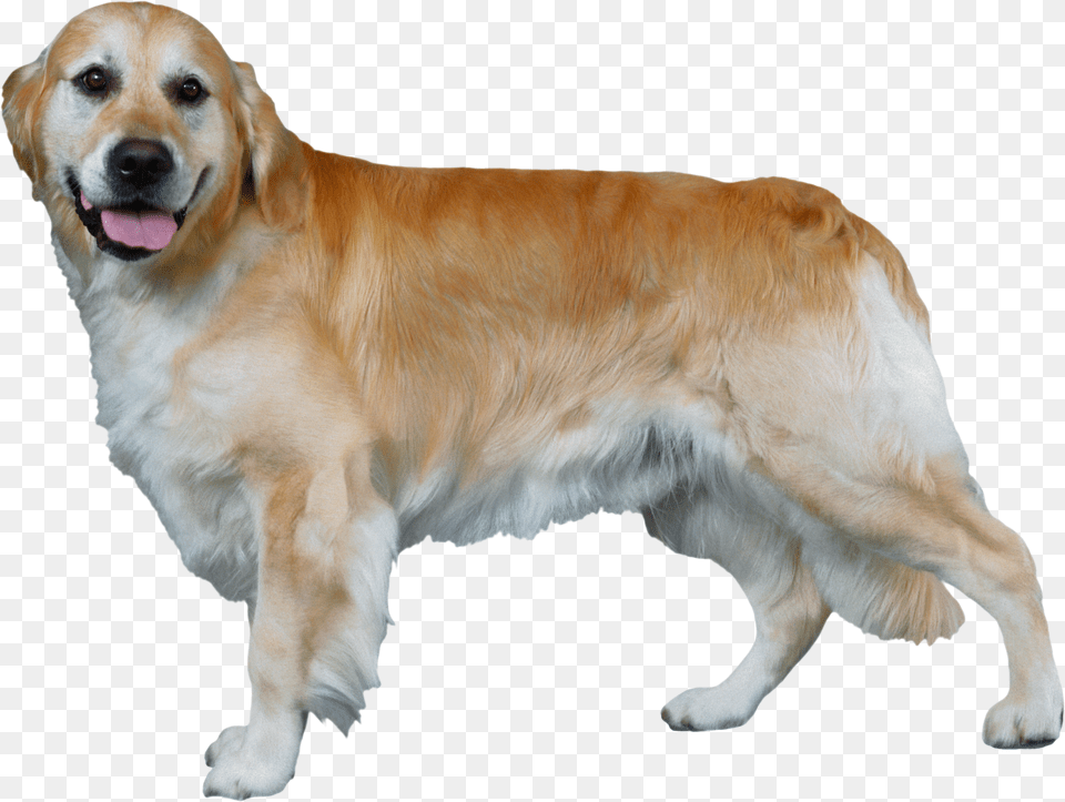 Dog, Animal, Canine, Golden Retriever, Mammal Free Transparent Png