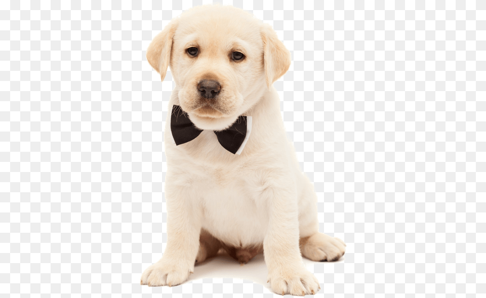 Dog, Animal, Canine, Puppy, Pet Free Transparent Png