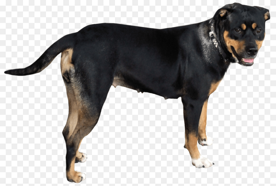 Dog, Animal, Canine, Mammal, Pet Png