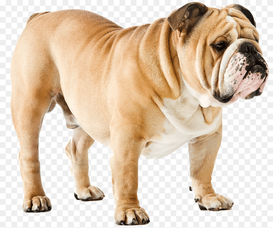 Dog, Animal, Bulldog, Canine, Mammal Png