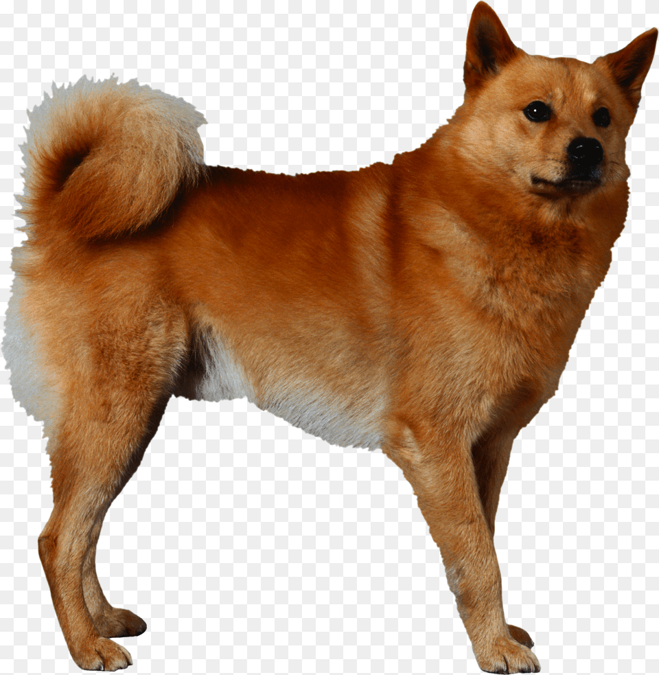 Dog, Animal, Canine, Mammal, Pet Free Png Download