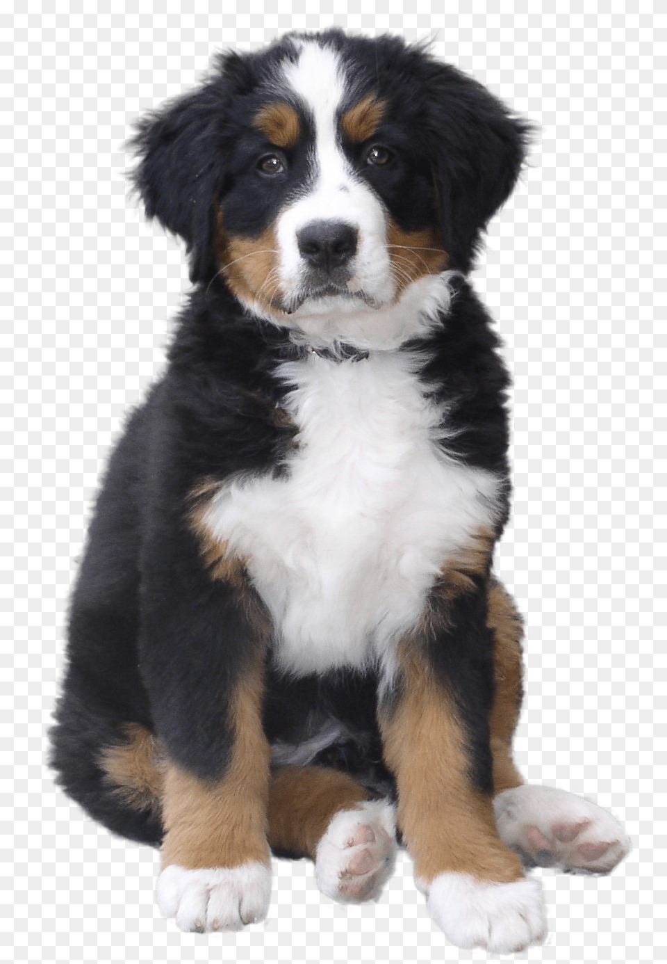 Dog, Animal, Canine, Mammal, Pet Free Png