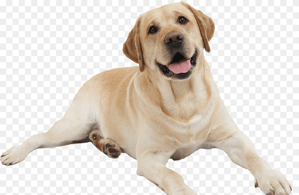Dog, Animal, Canine, Labrador Retriever, Mammal Free Transparent Png