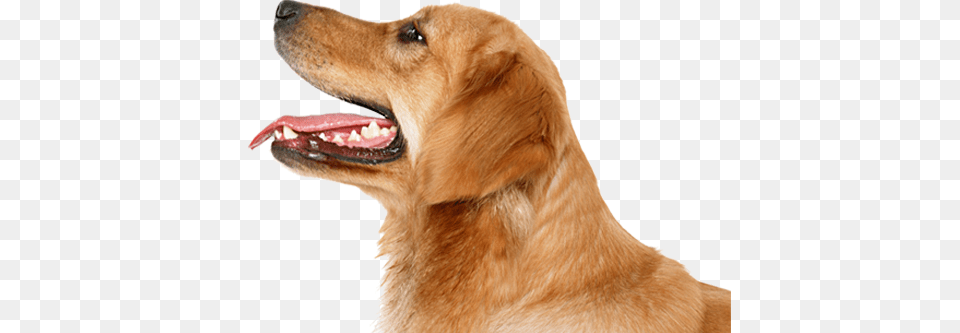 Dog, Animal, Canine, Golden Retriever, Mammal Png