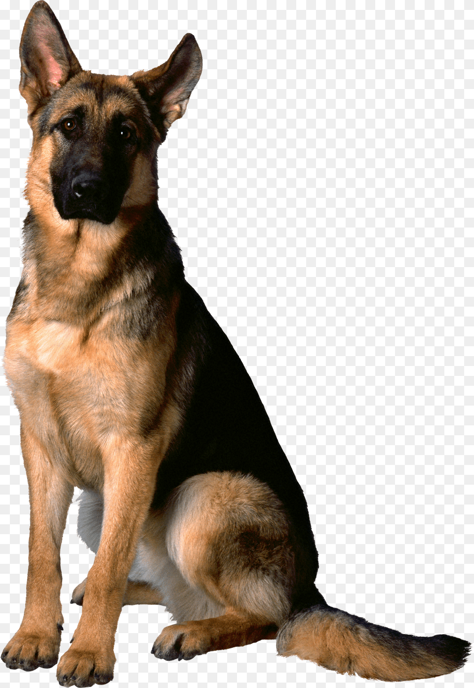 Dog, Animal, Canine, German Shepherd, Mammal Png Image