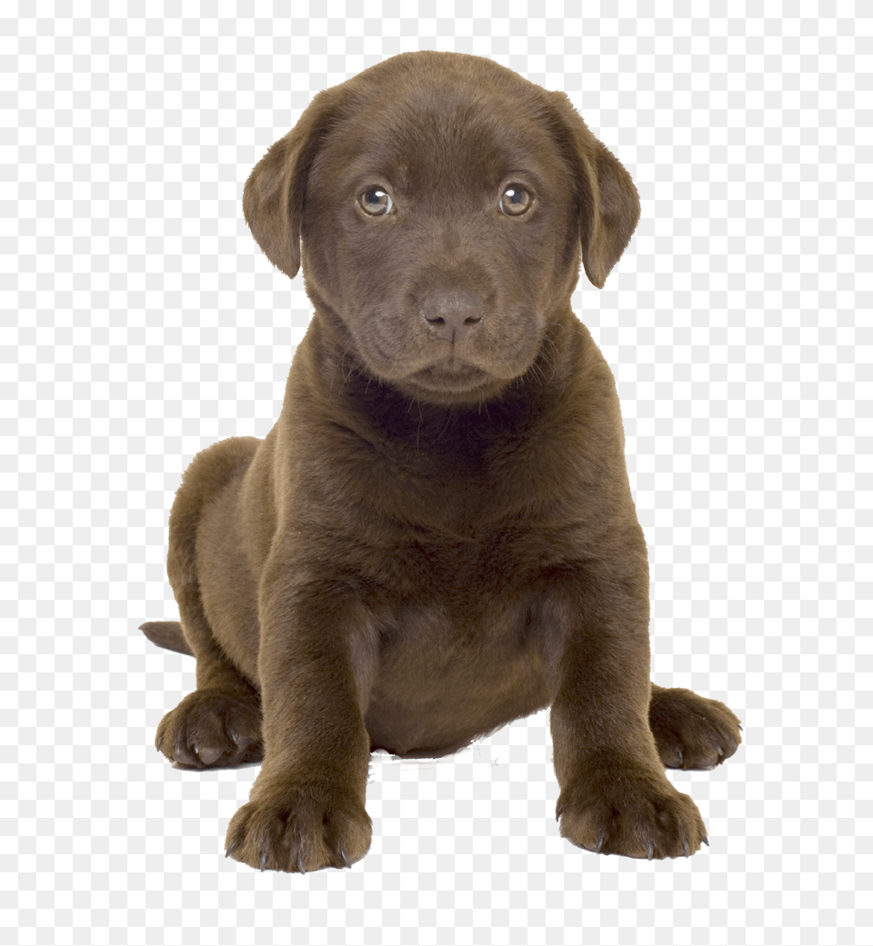 Dog, Animal, Canine, Labrador Retriever, Mammal Png Image