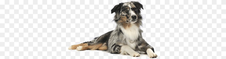 Dog, Animal, Canine, Collie, Mammal Free Png Download