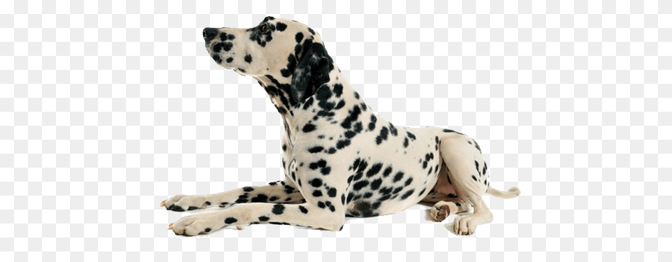 Dog, Animal, Canine, Mammal, Pet Free Png Download